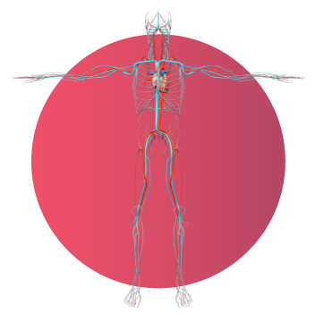 Visualización 3D del aparato circulatorio humano