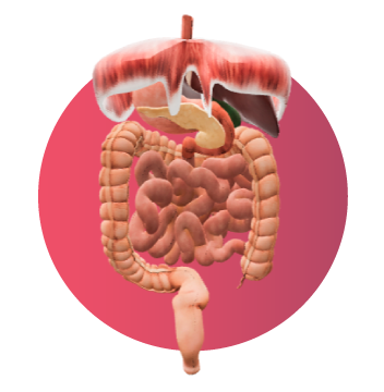 Modelo 3D del aparato digestivo humano