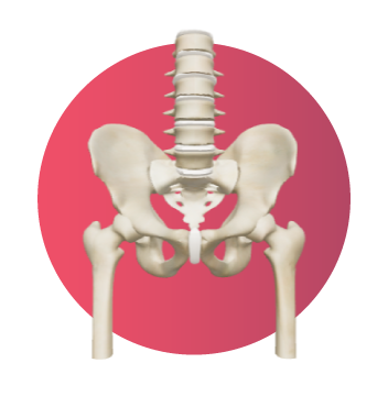 Modelo 3D de la articulación de la cadera