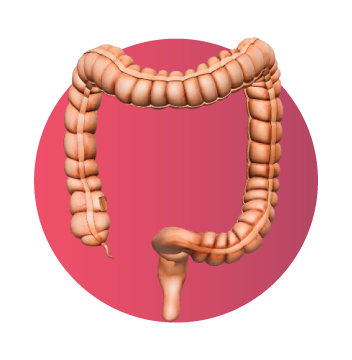 Modelo 3D del colon humano