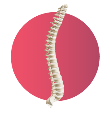 Modelo 3D de la columna vertebral humana