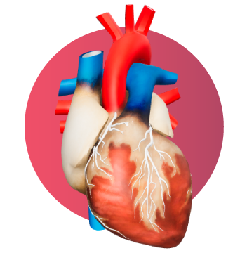 Modelo 3D de un corazón humano