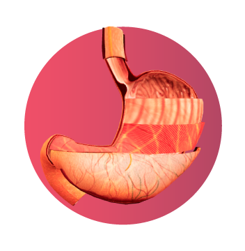 Modelo 3D del estómago humano