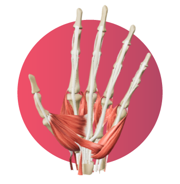 Modelo 3D de la mano humana