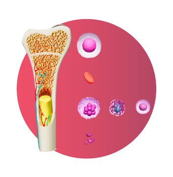Modelo 3D de la médula ósea humana