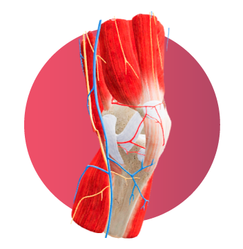 Modelo 3D de la rodilla humana