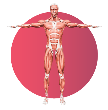 Visualización 3D del sistema muscular humano