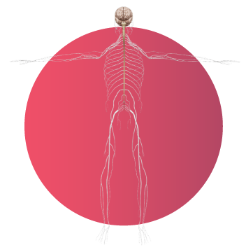 Modelo 3D del sistema nervioso humano