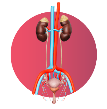 Modelo 3D del sistema urinario femenino