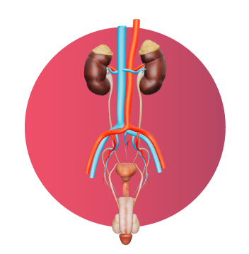 Modelo 3D del sistema urinario humano